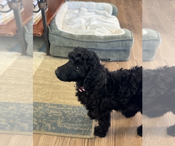 Medium Photo #6 Poodle (Miniature) Puppy For Sale in DEARY, ID, USA