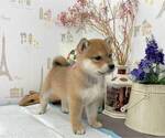 Small Photo #6 Shiba Inu Puppy For Sale in LOS ANGELES, CA, USA