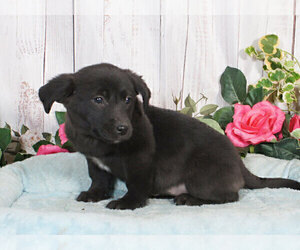 Labrador Retriever-Unknown Mix Puppy for sale in PENNS CREEK, PA, USA