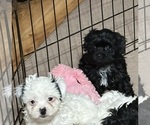 Small #4 Shih-Poo