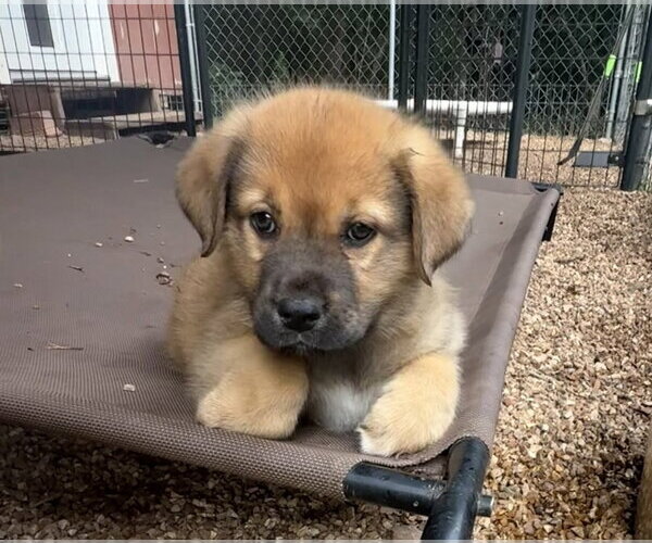 Medium Photo #1 Great Pyrenees-Mastiff Mix Puppy For Sale in Bolivar, MO, USA