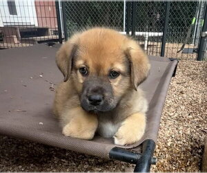 Great Pyrenees-Mastiff Mix Dogs for adoption in Bolivar, MO, USA
