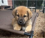Small Great Pyrenees-Mastiff Mix