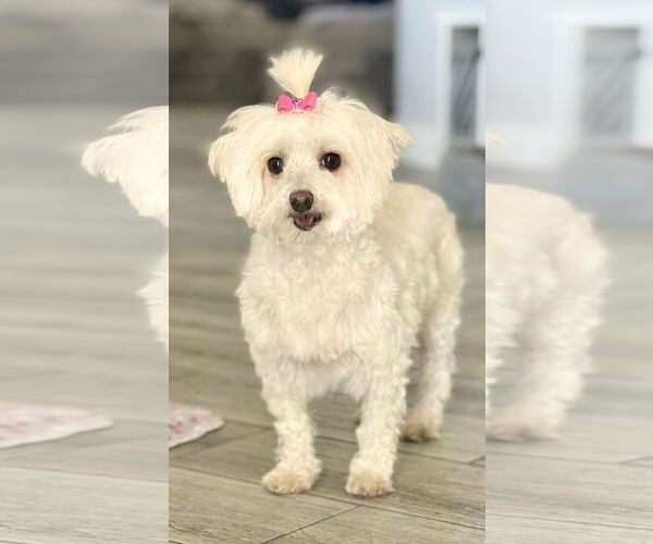 Medium Photo #5 Maltese Puppy For Sale in Bon Carbo, CO, USA
