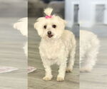 Small #4 Maltese