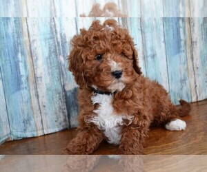 Goldendoodle (Miniature) Puppy for sale in NILES, MI, USA