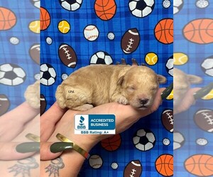Poodle (Toy) Puppy for sale in WINNSBORO, LA, USA