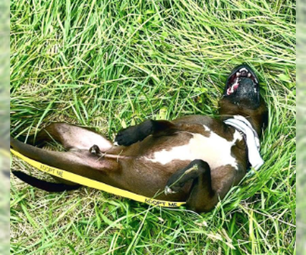 Medium Photo #4 American Staffordshire Terrier-Unknown Mix Puppy For Sale in Decatur, GA, USA