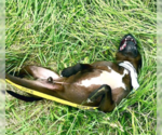 Small #3 American Staffordshire Terrier Mix
