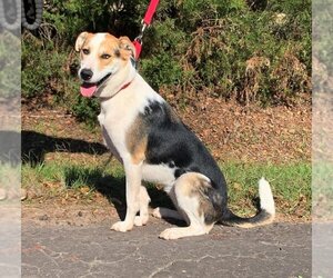 Australian Shepherd-German Shepherd Dog Mix Dogs for adoption in Coppell, TX, USA