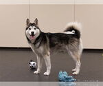 Small #2 Siberian Husky