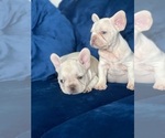 Small Photo #14 French Bulldog Puppy For Sale in BIRMINGHAM, AL, USA