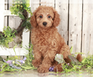 Poodle (Miniature) Dog for Adoption in MOUNT VERNON, Ohio USA