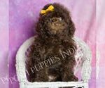 Puppy Scooter Poodle (Toy)