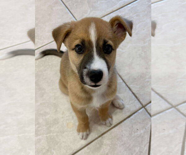 Medium Photo #9 Mutt Puppy For Sale in Fort Worth, TX, USA