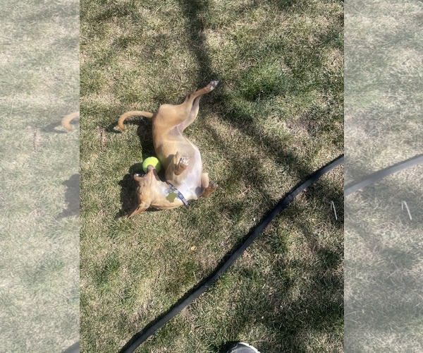 Medium Photo #9 Chihuahua Puppy For Sale in Sandy, UT, USA