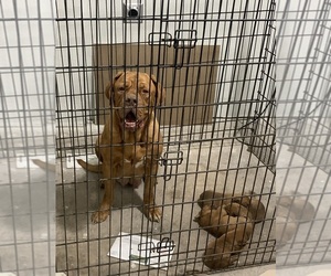 Mother of the Dogue de Bordeaux puppies born on 11/22/2023