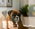 Small Photo #2 Boxer Puppy For Sale in Brights Grove, Ontario, Canada