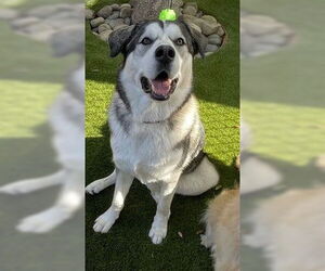 Alaskan Malamute-Unknown Mix Dogs for adoption in Fremont, CA, USA