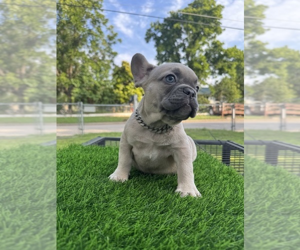 Medium Photo #4 French Bulldog Puppy For Sale in CRYSTAL CITY, TX, USA