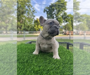 Medium French Bulldog