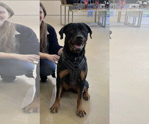 Snow - Female Rottweiler-Unknown Mix Dog for Adoption - Photo #2