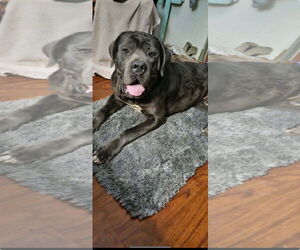 Neapolitan Mastiff Dogs for adoption in Ellisville, MO, USA