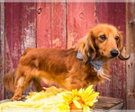 Small Photo #11 Dachshund Puppy For Sale in WAKARUSA, IN, USA