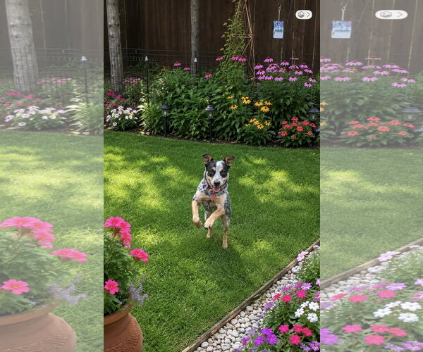 Medium Photo #2 Mutt Puppy For Sale in Euless, TX, USA