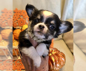 Chihuahua Puppy for sale in NEWVILLE, PA, USA