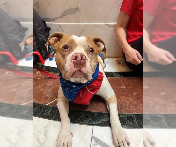 Medium Photo #2 American Pit Bull Terrier Puppy For Sale in Boston, MA, USA