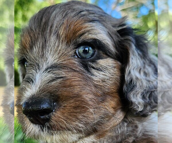 Medium Photo #8 F2 Aussiedoodle Puppy For Sale in COLUMBIA, TN, USA