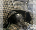 Small #2 Mutt