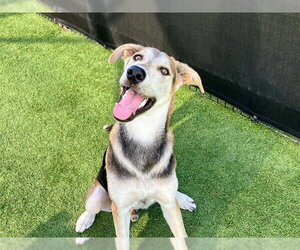 Shepradors Dogs for adoption in Orange, CA, USA