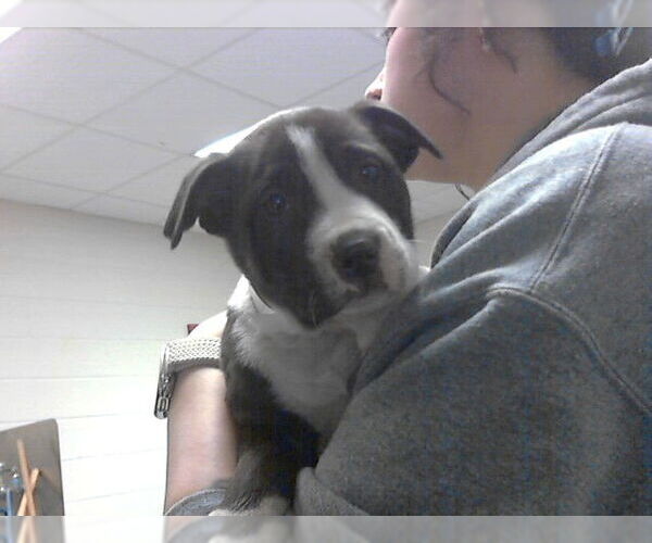 Medium Photo #1 Mutt Puppy For Sale in Fayetteville, NC, USA