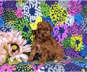 Cavapoo Puppy for sale in NOTTINGHAM, PA, USA