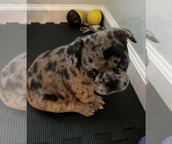 Medium Photo #1 French Bulldog Puppy For Sale in FAIRFIELD, CA, USA