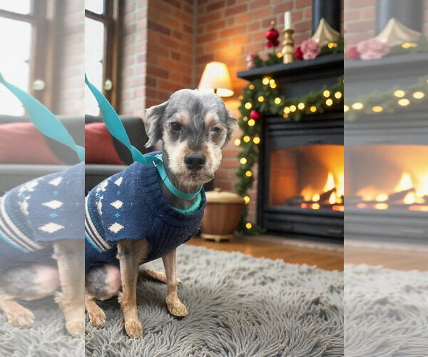 Medium Photo #2 Mutt Puppy For Sale in Atlanta, GA, USA