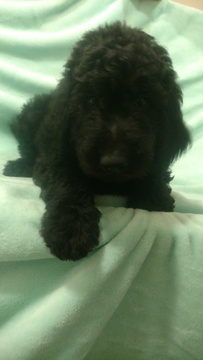 Medium Photo #1 Goldendoodle-Poodle (Standard) Mix Puppy For Sale in MARYSVILLE, OH, USA