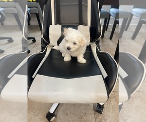 Maltese Puppy for sale in STONE MOUNTAIN, GA, USA