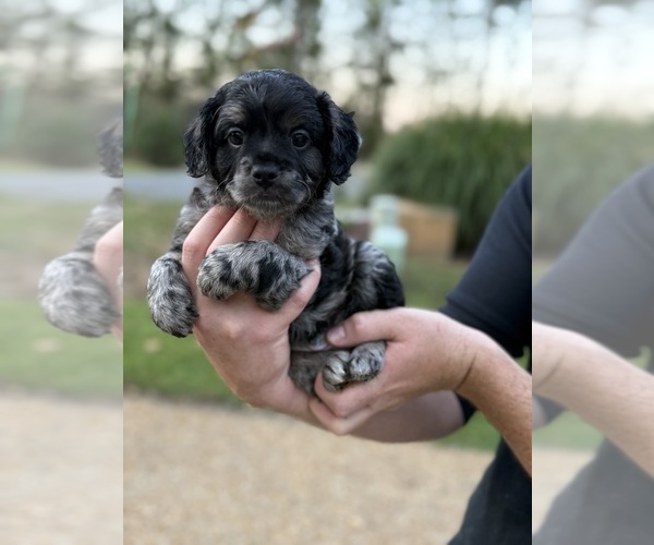 Medium Photo #8 French Bulldog-Poodle (Miniature) Mix Puppy For Sale in BERLIN, MD, USA