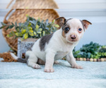 Small Photo #18 Chihuahua Puppy For Sale in FREDERICKTOWN, OH, USA