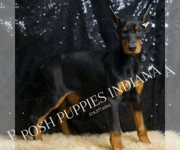 Medium Photo #2 Doberman Pinscher Puppy For Sale in WARSAW, IN, USA