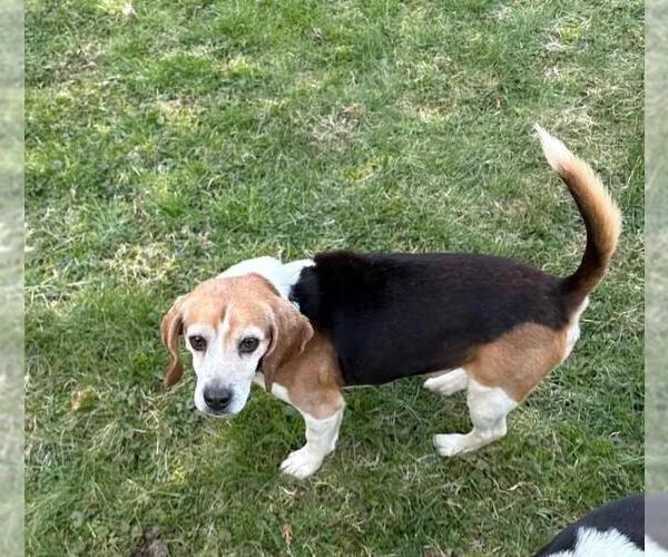 Medium Photo #7 Beagle Puppy For Sale in Rootstown, OH, USA