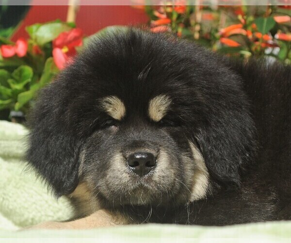 Medium Photo #1 Tibetan Mastiff Puppy For Sale in FORT GIBSON, OK, USA