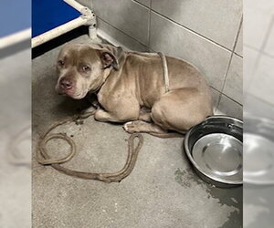 Mutt Dogs for adoption in Stockton, CA, USA