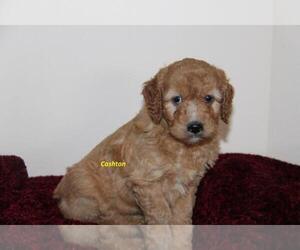 Goldendoodle (Miniature) Puppy for sale in STANLEY, WI, USA
