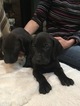Small Photo #33 Vizsla-Weimaraner Mix Puppy For Sale in STANFORD, IL, USA
