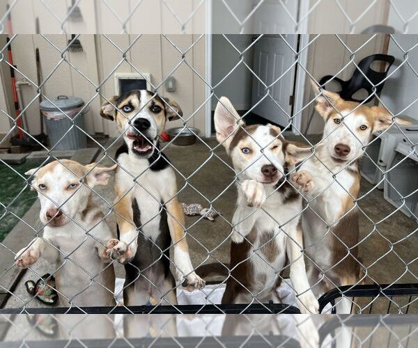 Medium Photo #4 Siberian Husky-Unknown Mix Puppy For Sale in Sequim, WA, USA