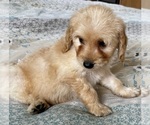 Small Photo #58 Goldendoodle (Miniature) Puppy For Sale in PENSACOLA, FL, USA